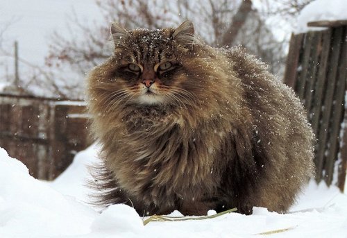 Сибирские кошки в фотографиях Аллы Лебедевой (15 фото)