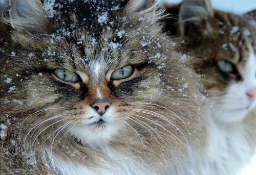 Сибирские кошки в фотографиях Аллы Лебедевой (15 фото)