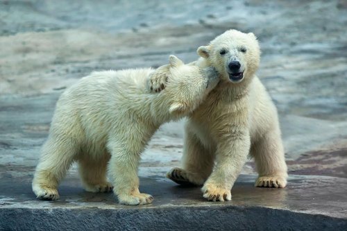 Очаровательные полярные медвежата, которые растопят ваше сердце (32 фото)