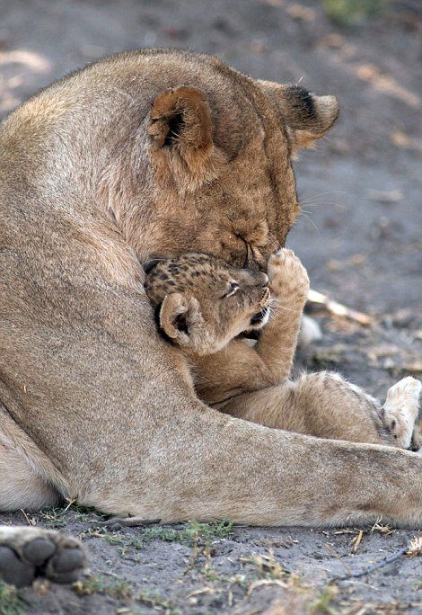 Малыши и мамы из мира животных (16 фото)