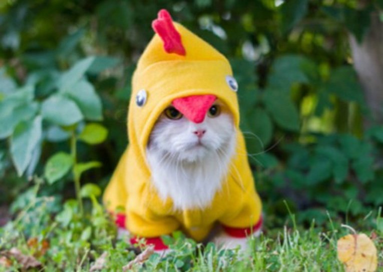 Cat duck. Котик в костюме. Кот в костюме цыпленка. Котик в костюме уточки. Костюм кошки.