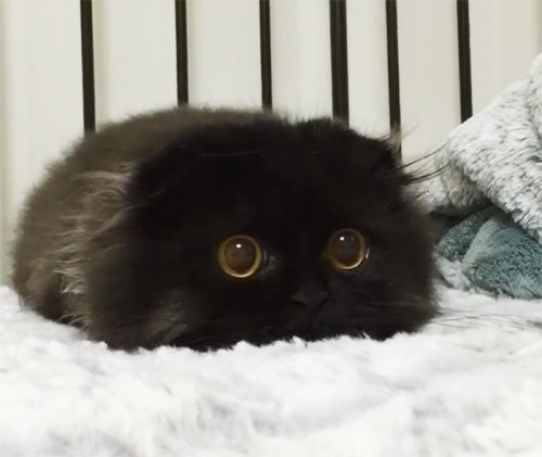 Очаровательный кот Джимо с большими глазами (16 фото)