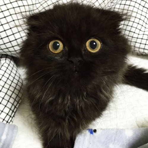 Очаровательный кот Джимо с большими глазами (16 фото)
