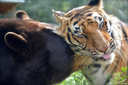 Медведь, лев и тигр — неразлучные братья на протяжении вот уже 15 лет (11 фото + видео)
