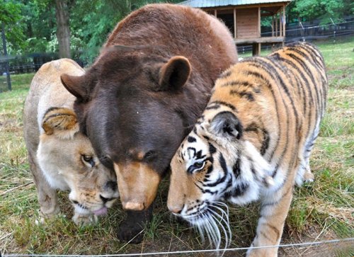 Медведь, лев и тигр — неразлучные братья на протяжении вот уже 15 лет (11 фото + видео)