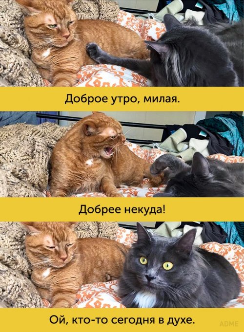 Котики, которые поднимут ваше настроение (15 фото)
