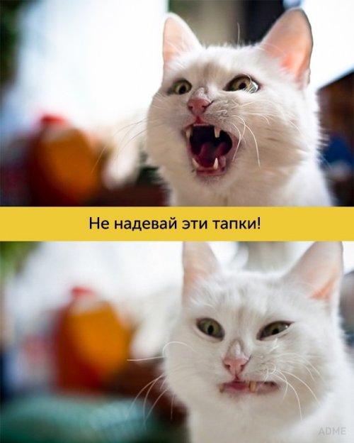 Котики, которые поднимут ваше настроение (15 фото)