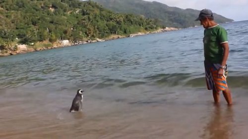 Пингвин каждый год проплывает 8000 км, чтобы навестить своего спасителя