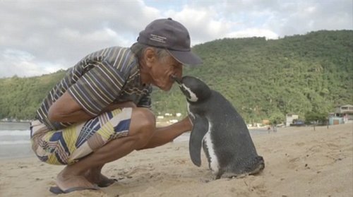 Пингвин каждый год проплывает 8000 км, чтобы навестить своего спасителя