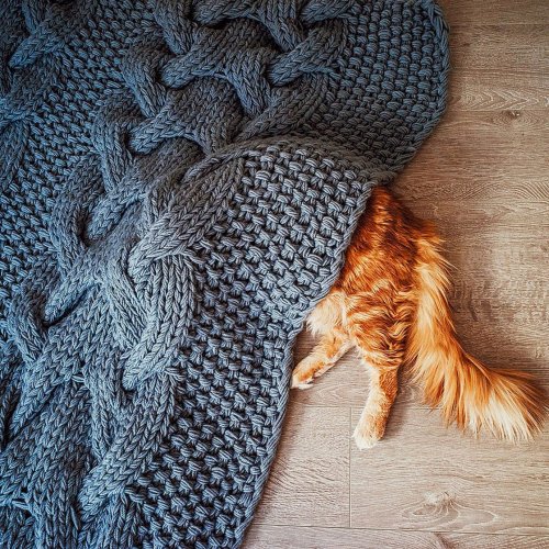 Рыжий кот Котлета в фотографиях Кристины Макеевой (26 фото)