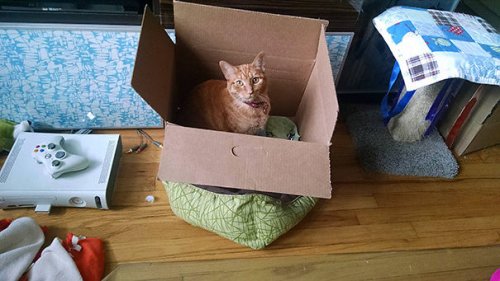 Подарки для кошек и непостижимая кошачья логика (25 фото)