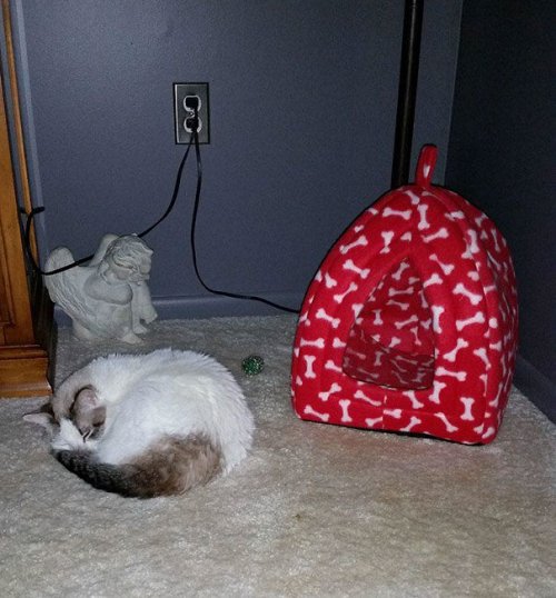 Подарки для кошек и непостижимая кошачья логика (25 фото)