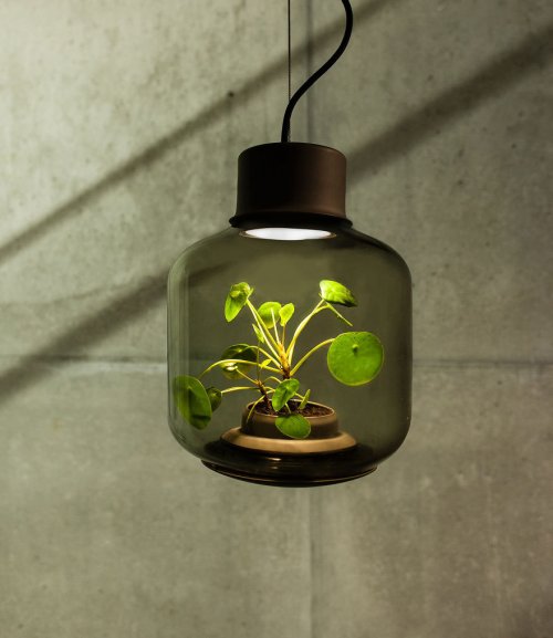Лампы для выращивания растений, не требующие человеческого ухода (7 фото)