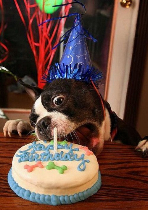 Праздничные собаки, отмечающие день рождения (10 фото)
