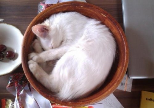 Самые неожиданные места, в которых отдыхают кошки (17 фото)