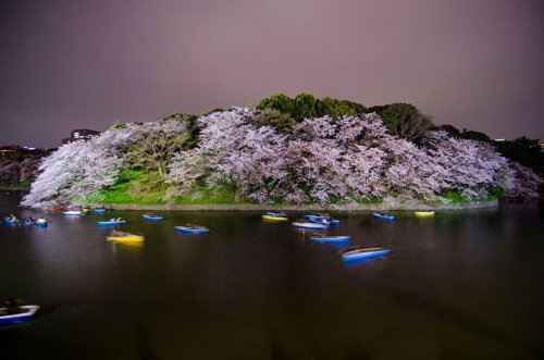 Цветущая сакура в потрясающих фотографиях от National Geographic (16 фото)
