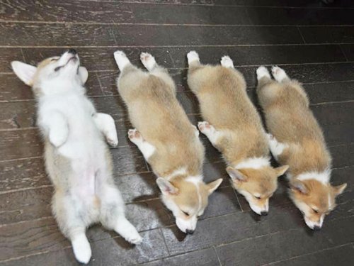 Очаровательные щенки в честь Национального дня щенка (35 фото)
