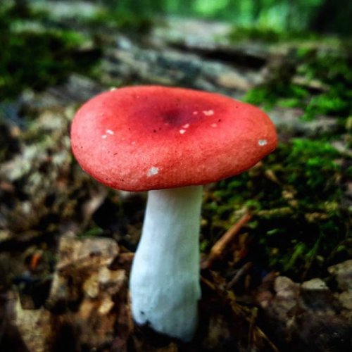 Мир грибов в фотографиях Райана Грэсторфа (23 фото)