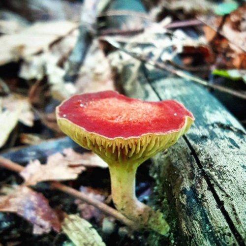 Мир грибов в фотографиях Райана Грэсторфа (23 фото)