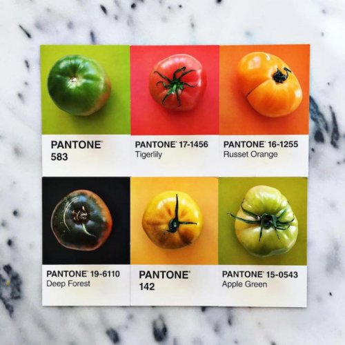 Кулинарная цветовая модель Pantone от Люси Литман (25 фото)