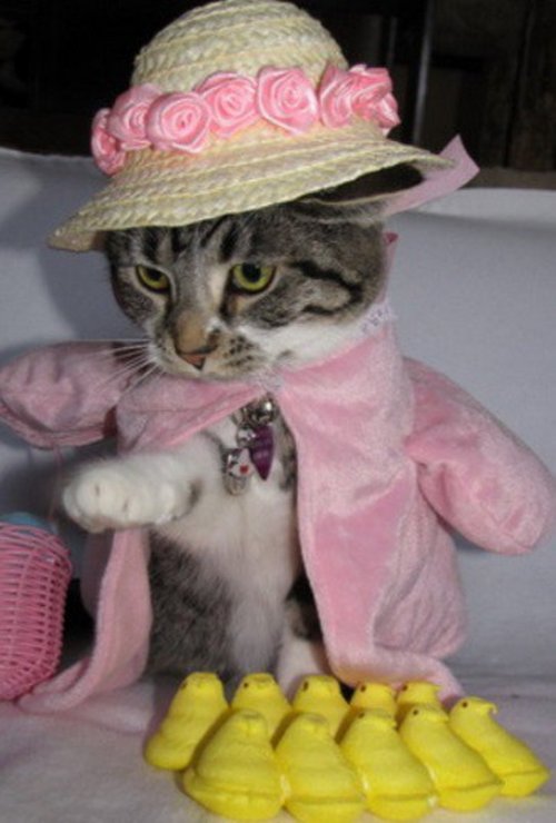 Забавные кошки в пасхальных костюмах (10 фото)