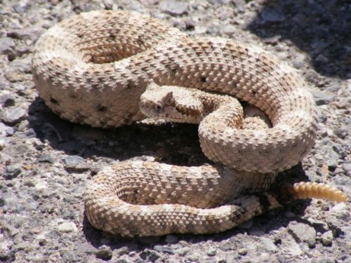 Топ-25: Самые ядовитые змеи на планете