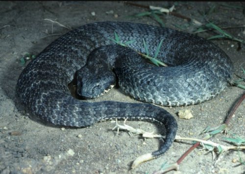 Топ-25: Самые ядовитые змеи на планете