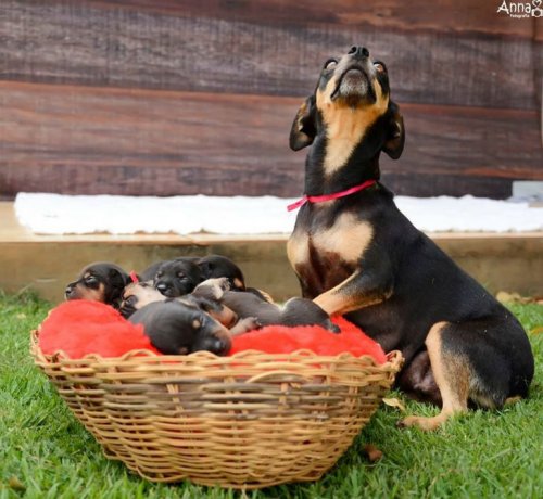 Фотогеничная Лилика и её пятеро щенят (11 фото)