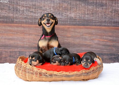 Фотогеничная Лилика и её пятеро щенят (11 фото)