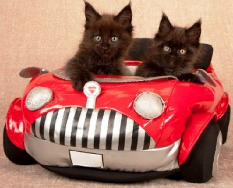 Купить машинку для кошек. Котик в машине. Машина кошечка. Машина для котов. Котенок на машинке.
