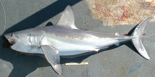 Топ-25: Малоизвестные факты про акул, которые вы могли не знать