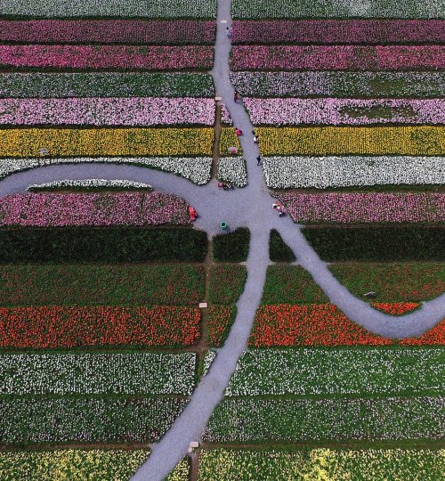 Цветущие тюльпаны в китайском парке Дунсиху (18 фото)