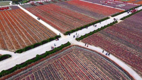 Цветущие тюльпаны в китайском парке Дунсиху (18 фото)