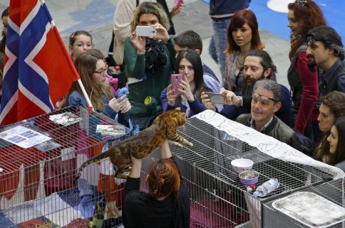 В Риме прошла выставка кошек Mediterranean Winner 2016 (20 фото)