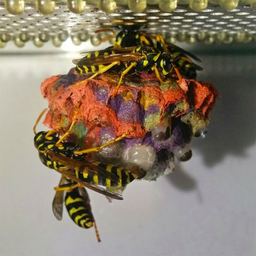 Разноцветные осиные гнёзда (5 фото)