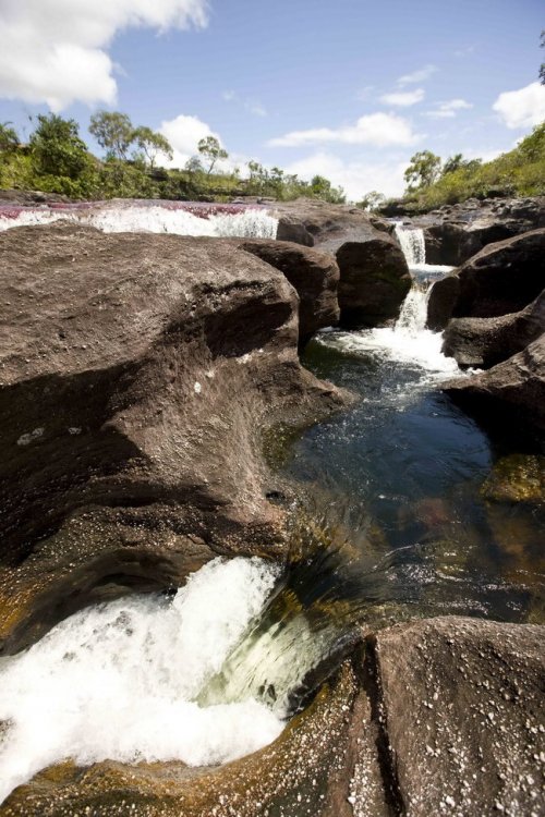 Каньо-Кристалес, или Река пяти цветов в Колумбии (22 фото)