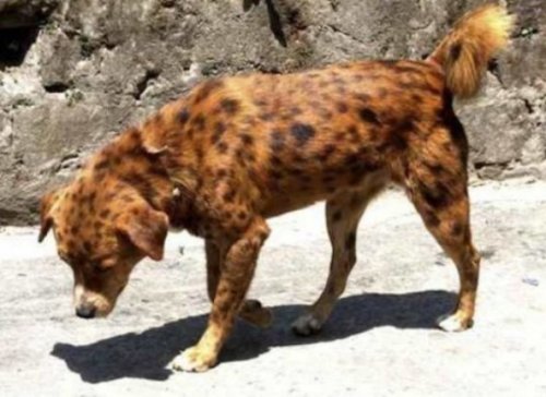 Топ-10: Самые редкие породы собак в мире