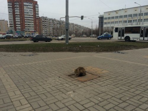 Кот Хатико в Белгороде на улице Губкина (5 фото)