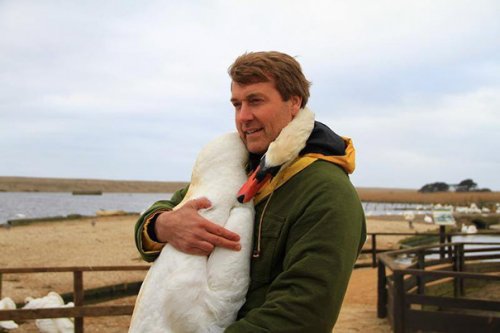 Лебедь обнял за шею спасшего его мужчину (5 фото)