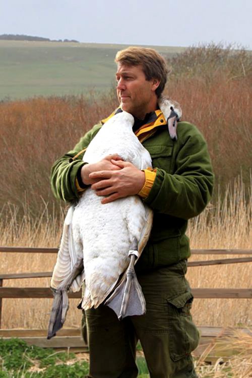 Лебедь обнял за шею спасшего его мужчину (5 фото)