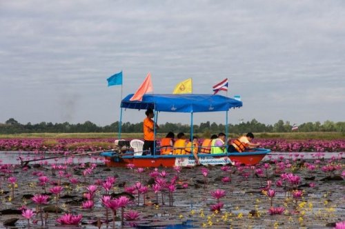 Розовое озеро в Таиланде (8 фото)