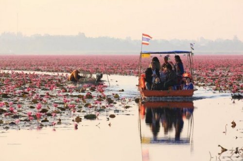 Розовое озеро в Таиланде (8 фото)