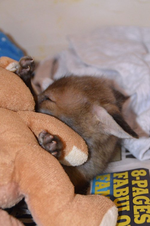 Спасённый лисёнок и его любимый плюшевый кролик (12 фото)