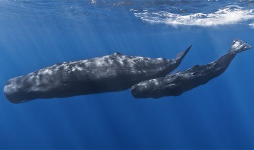 Топ-25: Интересные факты про дельфинов и их невероятные способности