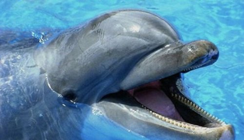 Топ-25: Интересные факты про дельфинов и их невероятные способности