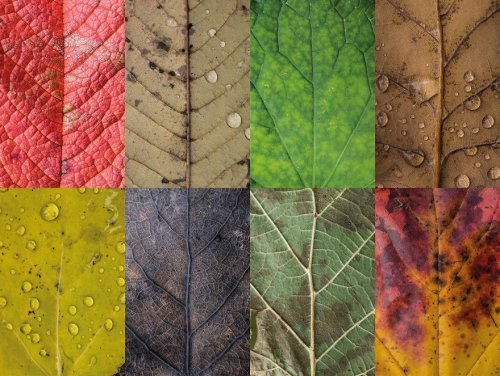Вся красота и разнообразие листьев в фотоколлекции Sepia (8 фото)
