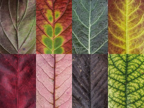 Вся красота и разнообразие листьев в фотоколлекции Sepia (8 фото)