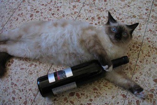 Кошки и вино (10 фото)