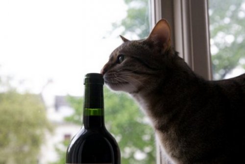 Кошки и вино (10 фото)