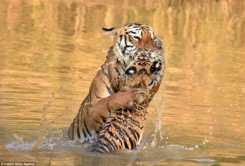 Тигрёнок с матерью купаются в реке (9 фото)